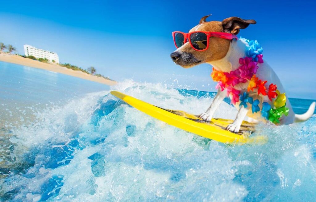 A dog is riding on the surfboard in the water.